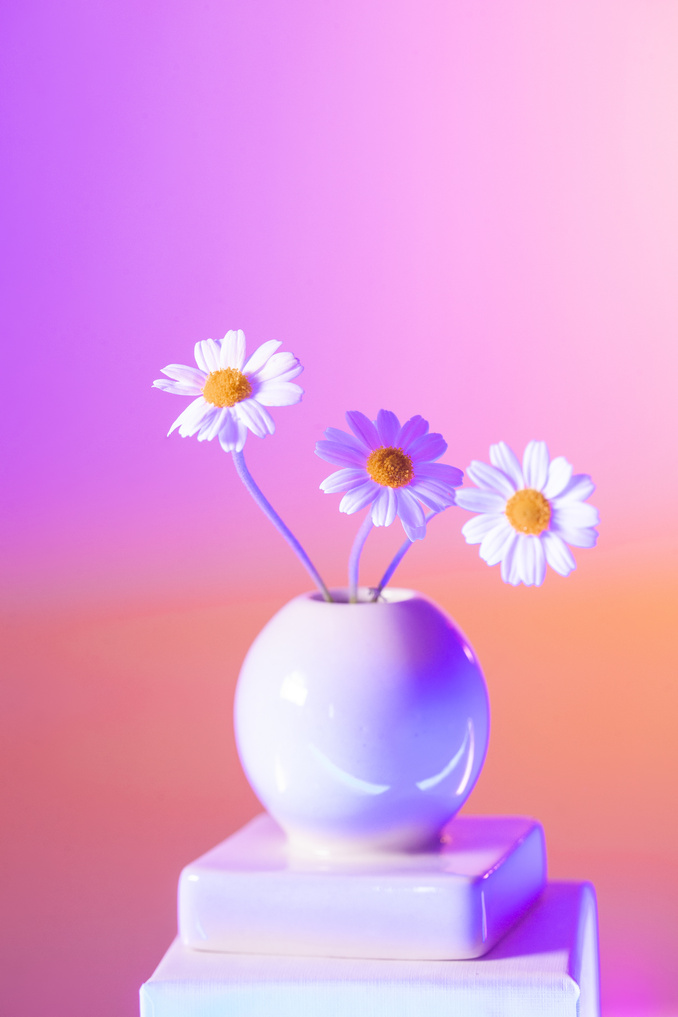 Chamomile in Vase